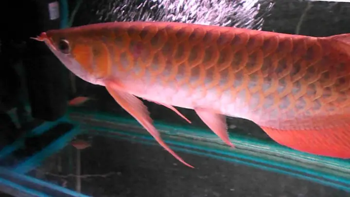 Lịch Sử Cá Rồng