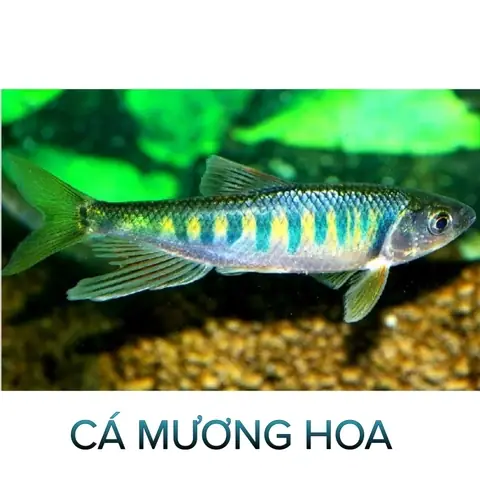 Long Hoa Cá Cảnh