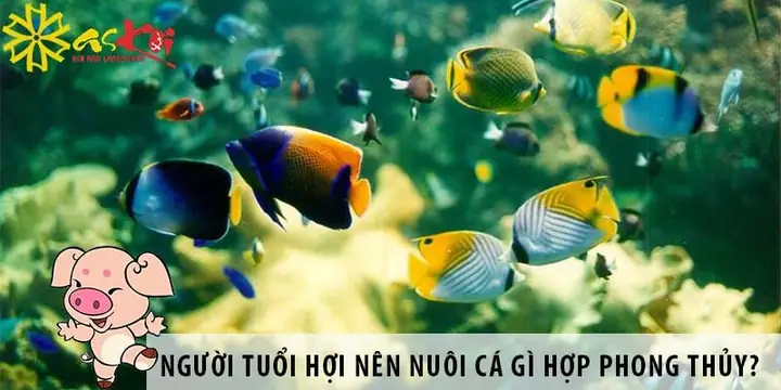 Mạng Gì Nuôi Cá Hợp