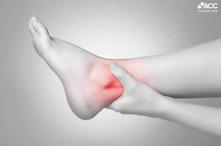 Mắt Cá Heo Nằm Ở Đâu