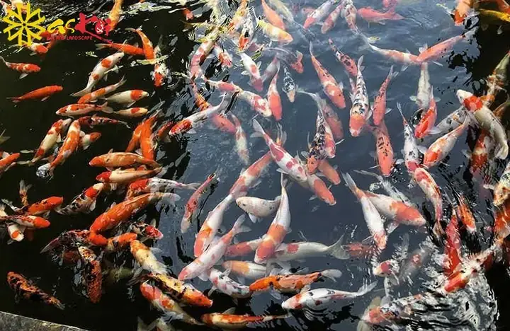 Mật Độ Nuôi Cá Chép Trong Ao