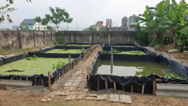 Mật Độ Nuôi Cá Lóc Trong Bể Lót Bạt