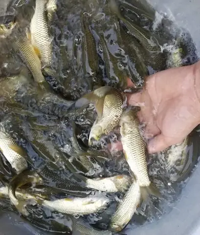 Mật Độ Thả Cá Trắm Cỏ Giống