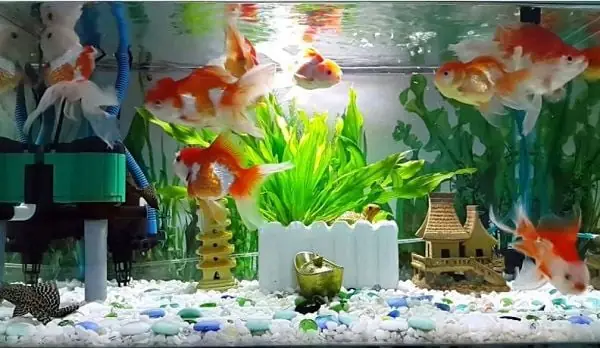 Máy Bơm Nước Bể Cá Bị Hỏng