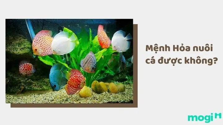 Mệnh Hoả Nuôi Bao Nhiêu Cá