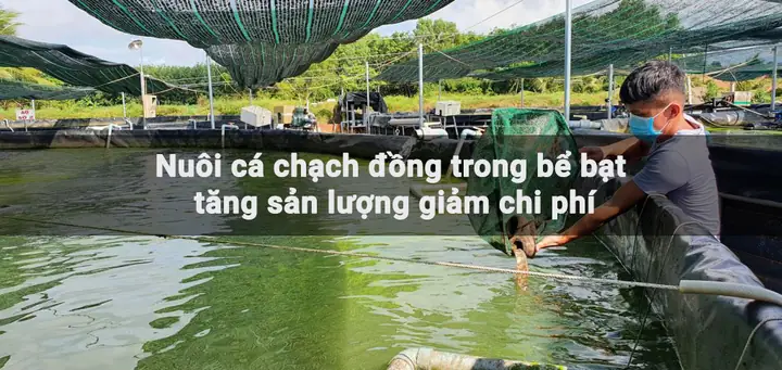 Mô Hình Nuôi Cá Chạch Trong Bể Xi Măng