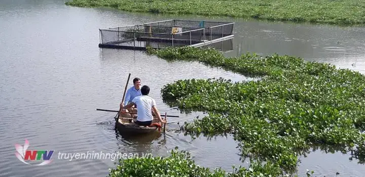 Mô Hình Nuôi Cá Lia Thia
