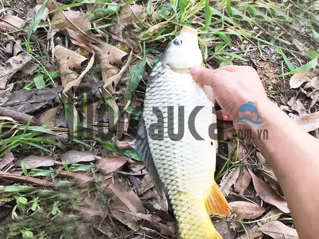 Mồi Câu Cá Chép Mùa Thu