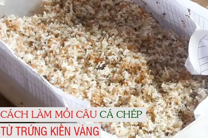 Mồi Câu Cá Chép Vàng