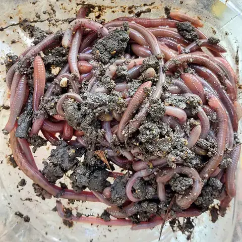 Mồi Câu Cá Lăng Suối