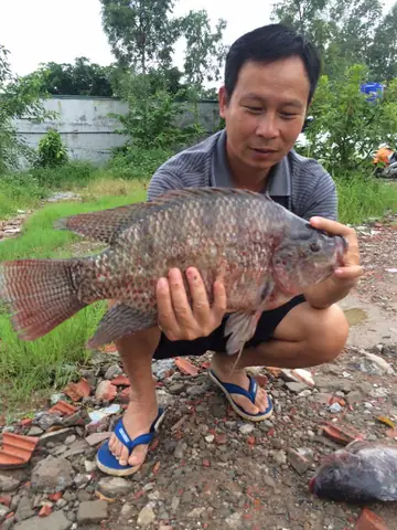 Mồi Câu Cá Rô Phi Lưỡi Đơn