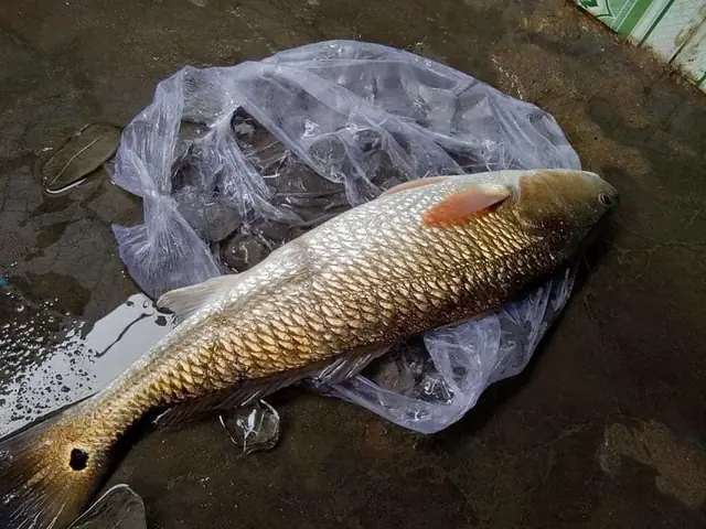 Mồi Câu Cá Sủ Vàng