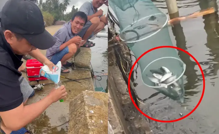 Mồi Câu Cá Tra Bằng Mì Gói