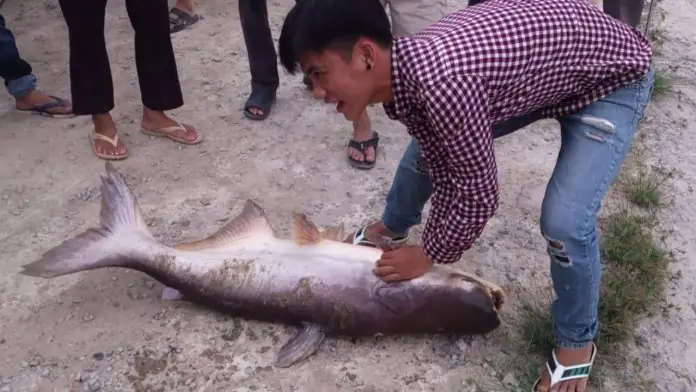 Mồi Câu Cá Tra Sông Đơn Giản