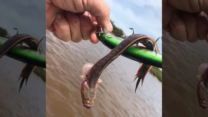 Mồi Câu Cá Úc