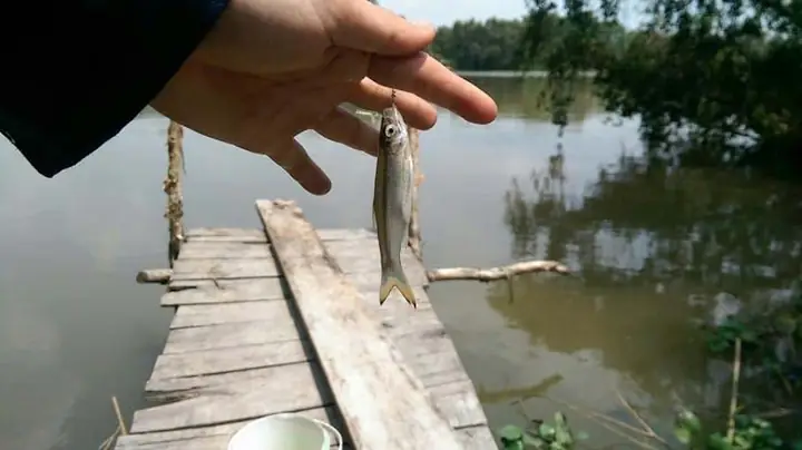 Mồi Câu Cá Vân Nguyễn