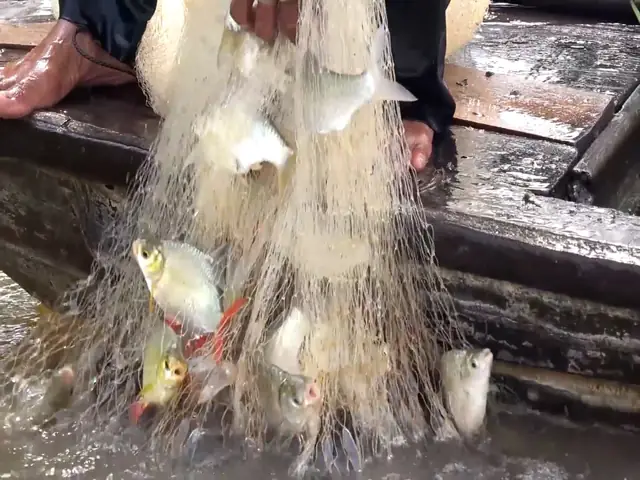 Mồi Chài Cá Mè Vinh