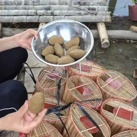 Mồi Đặt Cá Bóng Dừa
