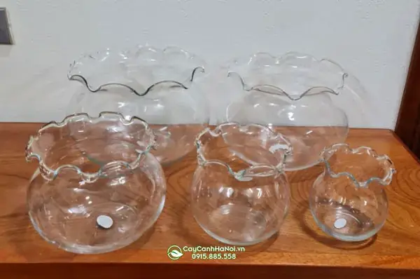 Mua Bình Thủy Tinh Nuôi Cá Ở Đâu