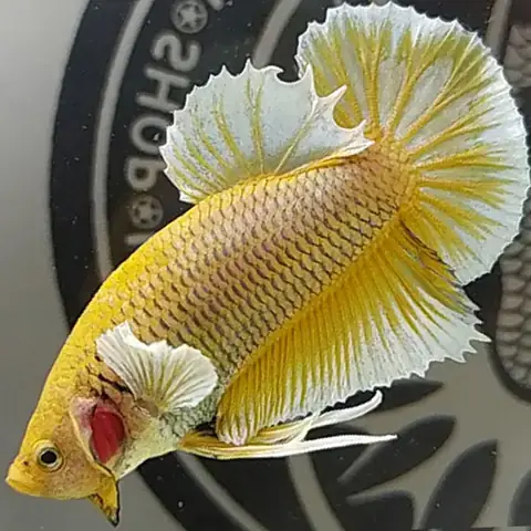 Mua Cá Betta Dumbo