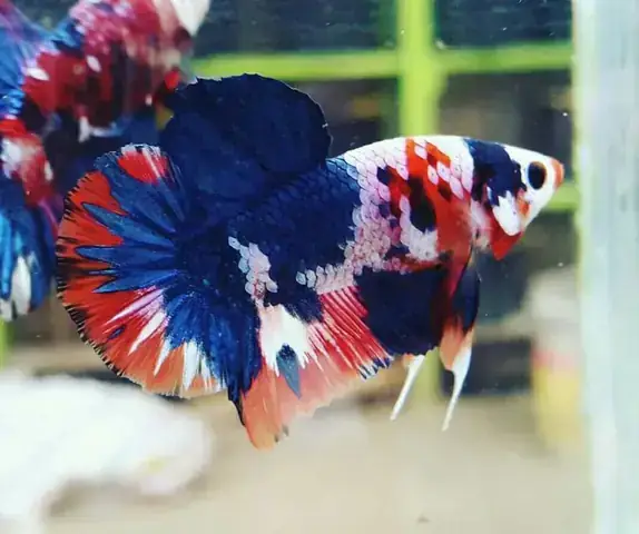 Mua Cá Betta Galaxy