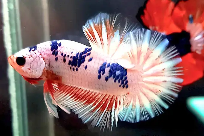 Mua Cá Betta Ở Nha Trang