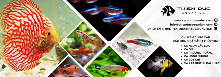 Mua Cá Cảnh Giá Sỉ