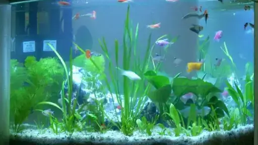 Mua Cá Cảnh Ở Bắc Giang
