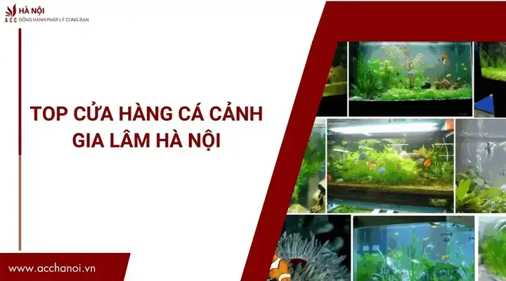 Mua Cá Cảnh Ở Gia Lâm