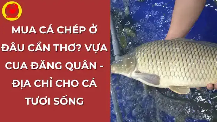 Mua Cá Chép Đỏ Ở Đâu