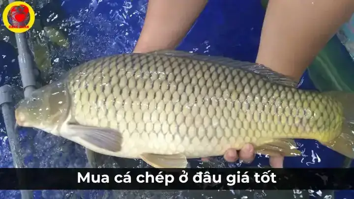 Mua Cá Chép Nhật Ở Đâu