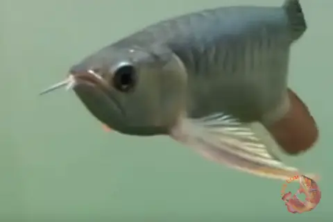 Mua Cá Huyết Rồng