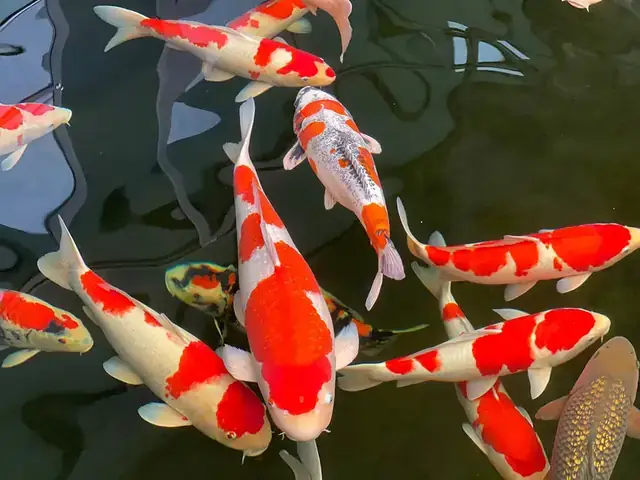 Mua Cá Koi Con Ở Đâu