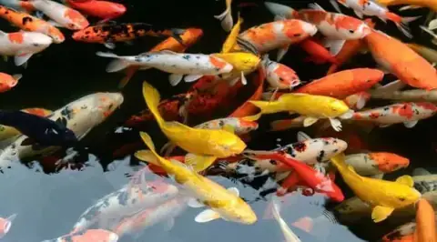 Mua Cá Koi Ở Thanh Hóa