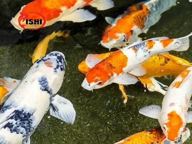Mua Cá Koi Tại Hà Nội Mua Cá Koi Tại Hà Nội