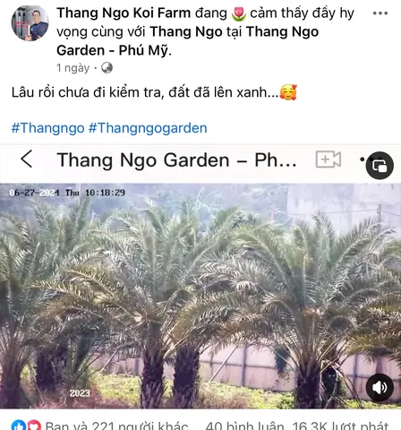 Mua Cá Koi Thắng Ngô