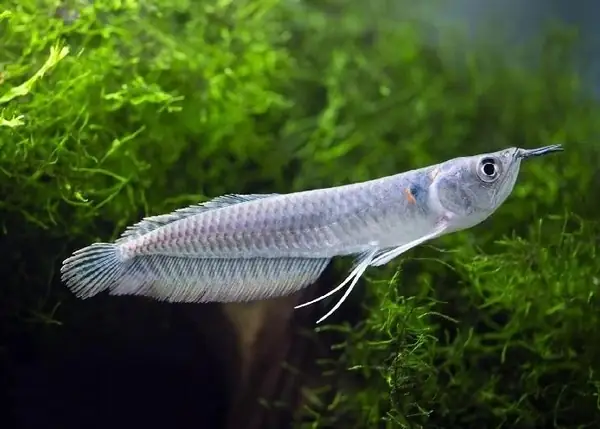Mua Cá Ngân Long