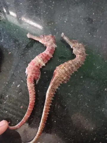 Mua Cá Ngựa Cảnh Ở Hà Nội