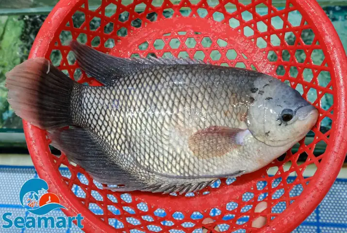 Mua Cá Tai Tượng