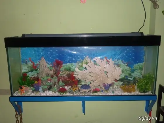 Mua Hồ Cá Cũ Ở Gò Vấp