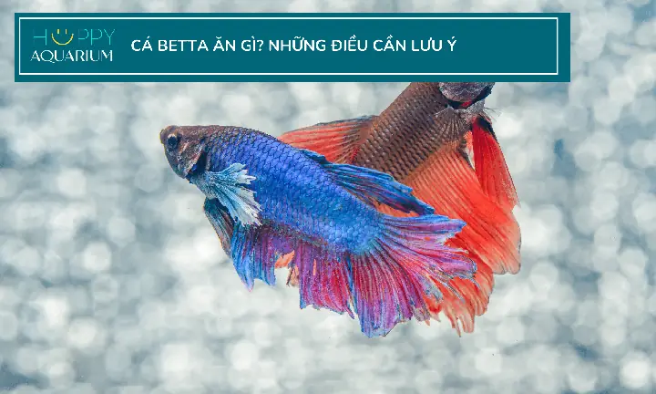 Mua Thức Ăn Cho Cá Betta