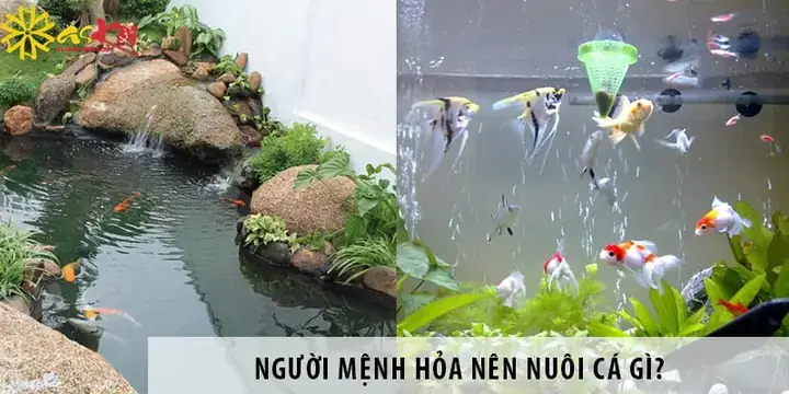 Nên Nuôi Cá Gì Trong Ao Từ