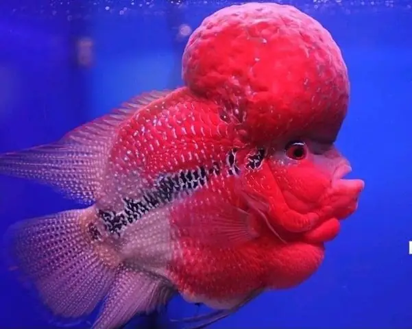 Nên Nuôi Cá La Hán Hay Cá Rồng
