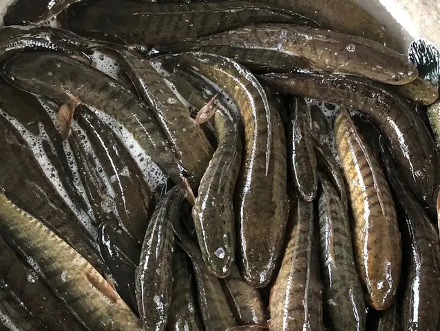 Người Nuôi Cá Lóc