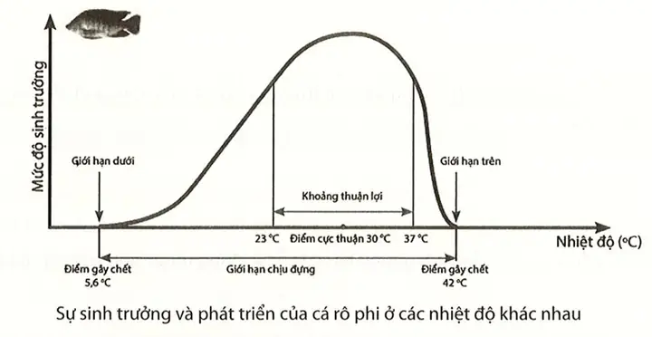 Nhiệt Độ Cực Thuận Của Cá Rô Phi