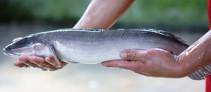 Những Bệnh Thường Gặp Trên Cá Lóc