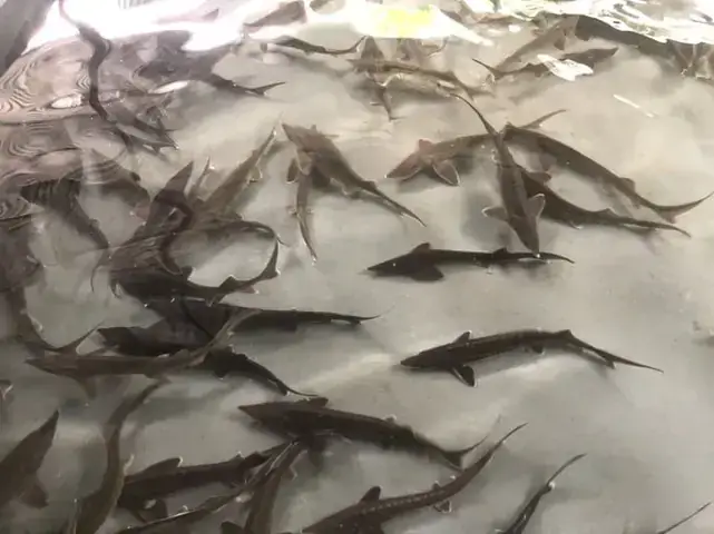Những Loài Cá Sụn