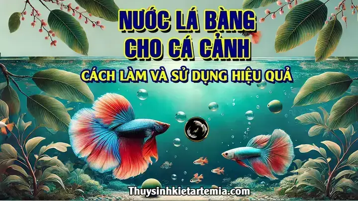 Nước Lá Bàng Cho Cá Rồng