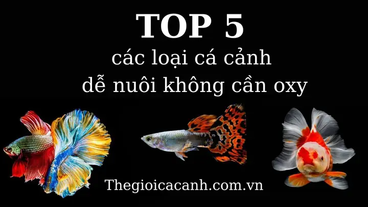 Nuôi Cá 7 Màu Có Cần Oxy