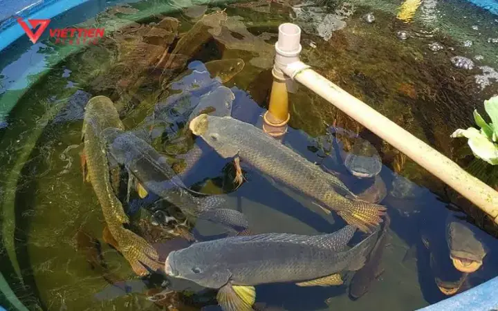 Nuôi Cá Bằng Bã Đậu